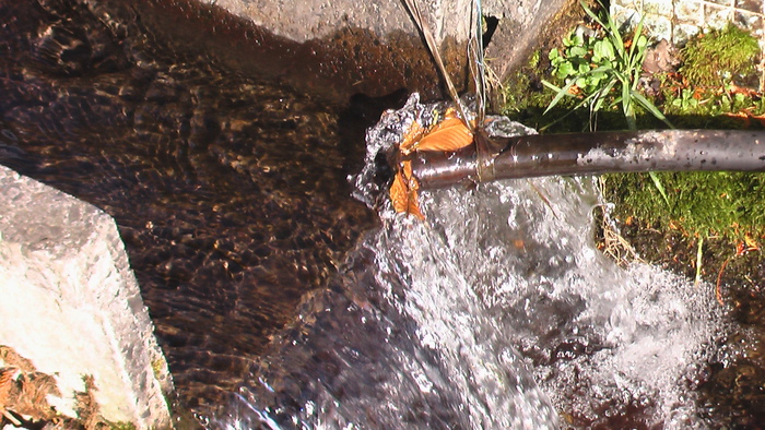 池の山女魚_b0208961_11275489.jpg