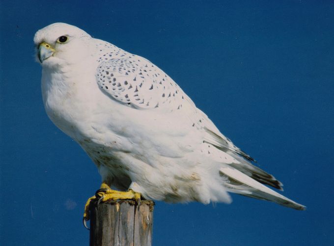 シロハヤブサ 幼鳥みあきたので アイヌモシリの野生たち 獣と野鳥の写真図鑑 シロハヤブサ 幼鳥みあきたので アイヌモシリの野生たち 獣と野鳥の写真図鑑
