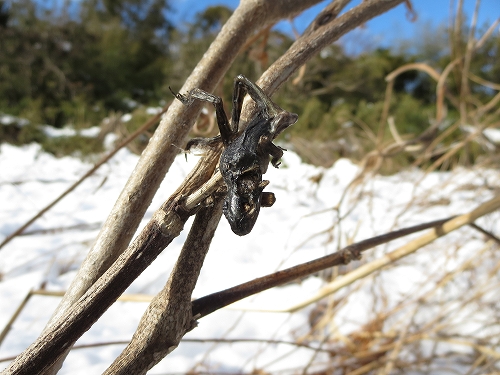 ★大雪の翌日・・・ひがた・たんぼ倶楽部の報告(2014.2.15)_e0046474_1529196.jpg