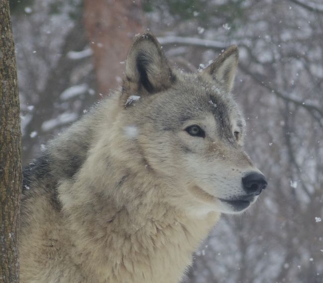 しっぽを巻くオオカミ 黄金絹毛鼠 コガネキヌゲネズミ