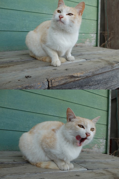 きみに春あれ 5:猫_a0180681_22192022.jpg