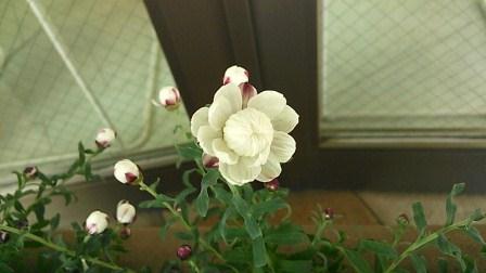 咲いた咲いた_b0117785_1044233.jpg