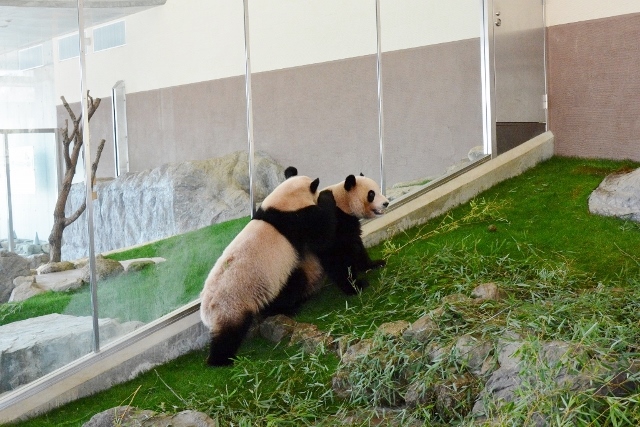 ２０１４年１月白浜パンダ見隊その２_a0052986_0132898.jpg