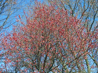 e0121589_92258.jpg