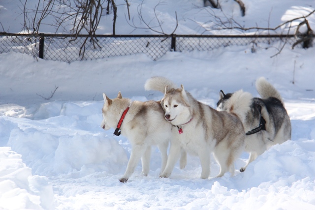 北軽井沢の雪はすごかった・・・　-アスプロスは雪に埋もれてたヨ-_b0207615_20433463.jpg