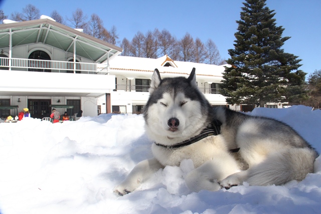 北軽井沢の雪はすごかった・・・　-アスプロスは雪に埋もれてたヨ-_b0207615_20443466.jpg