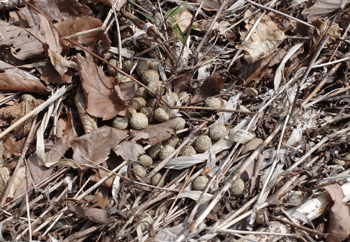 f0232920_140176.gif