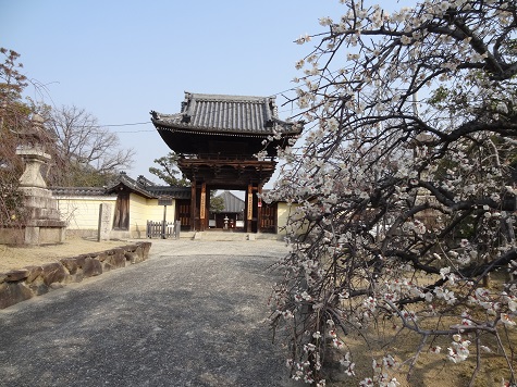 道明寺　　２０１４・２・２８_f0000521_7562647.jpg