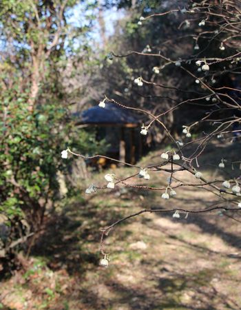 まんさく群落 _c0134734_10513136.jpg