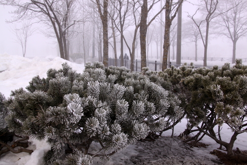 霧氷の花　　２月２７日_f0113639_1619376.jpg