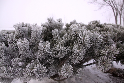 霧氷の花　　２月２７日_f0113639_16194352.jpg