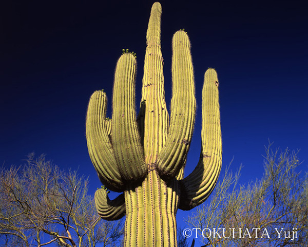 徳畑祐司写真展「WILD CACTUS 野生のサボテン」＠リコーイメージングスクエア新宿_c0142549_15135872.jpg