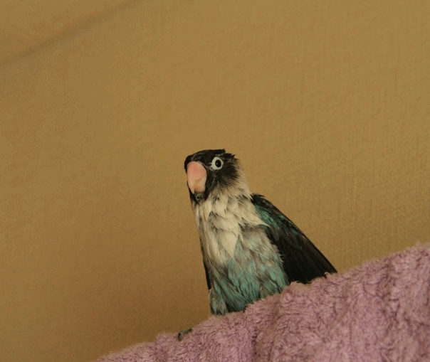 c0145250_15241887.gif
