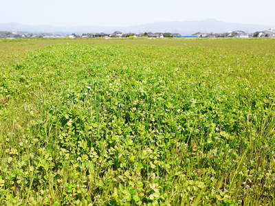 砂田米　れんげ米！れんげの緑肥のこだわりと安全な米作り_a0254656_17211550.jpg