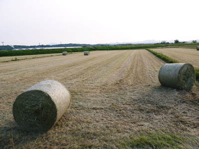 砂田米　れんげ米！れんげの緑肥のこだわりと安全な米作り_a0254656_18135458.jpg