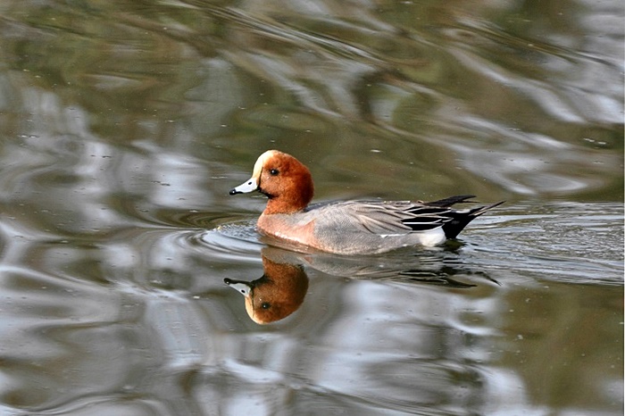 Marsh Ducks_a0126969_672821.jpg