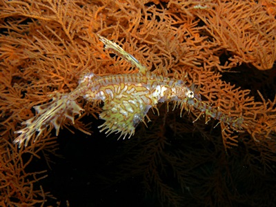 「生物の宝石箱や~!」_b0033573_18141412.jpg