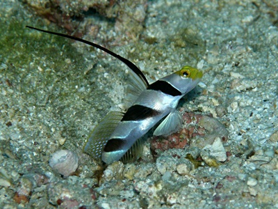 「生物の宝石箱や~!」_b0033573_18142927.jpg