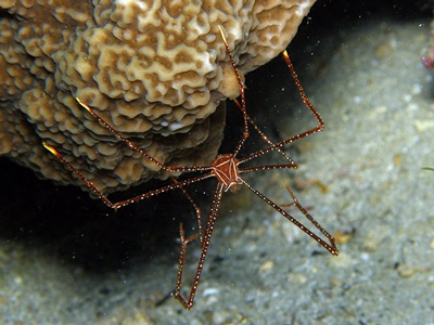 「生物の宝石箱や~!」_b0033573_18150847.jpg