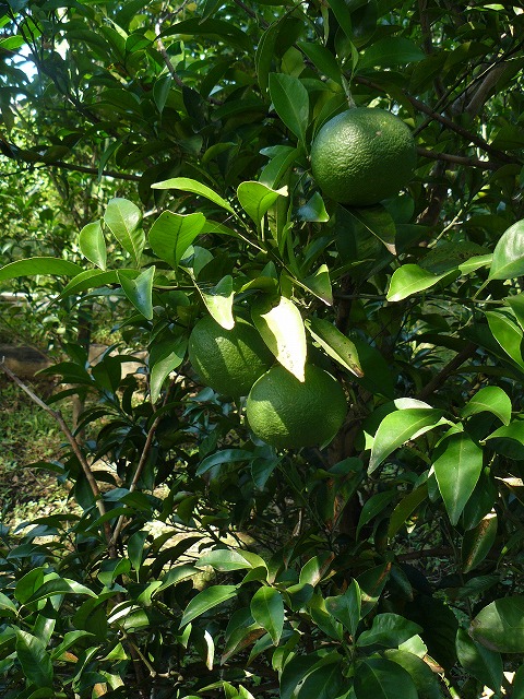 d0019074_10481729.jpg