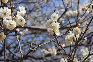 桜が広がる漆喰の家_d0005380_12411482.jpg