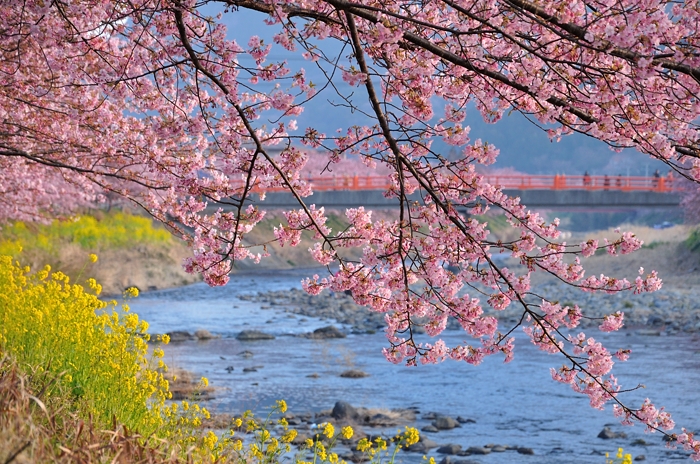 ひと足早い花見 ～伊豆の河津桜_b0290189_18441487.jpg