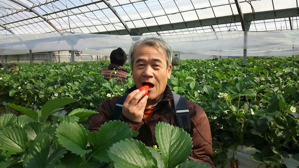 イチゴ狩りパートⅡ_a0169121_19411753.jpg