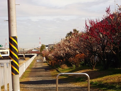 お花見です、桜と梅が共演中です。_b0137932_12575996.jpg