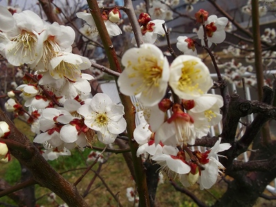 お花見です、桜と梅が共演中です。_b0137932_12585695.jpg