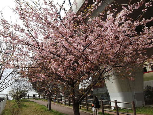 お花見です、桜と梅が共演中です。_b0137932_1305321.jpg