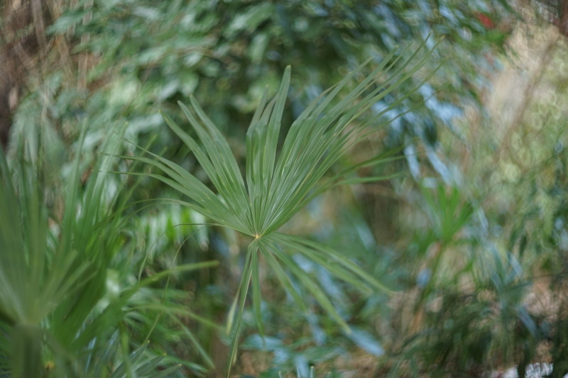 Petzval とHelios 40-2 85mmF1.5の比較_c0109833_18401064.jpg