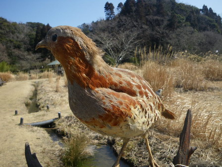 春めいて　写真にならない　声、香り_a0123836_17292216.jpg