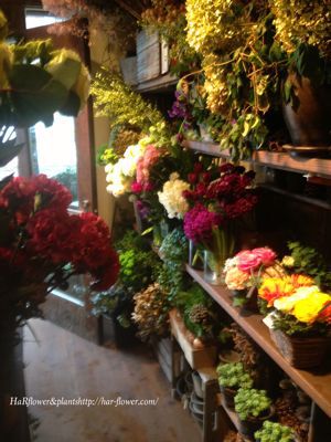 友人の花屋さん Har Flower Plants
