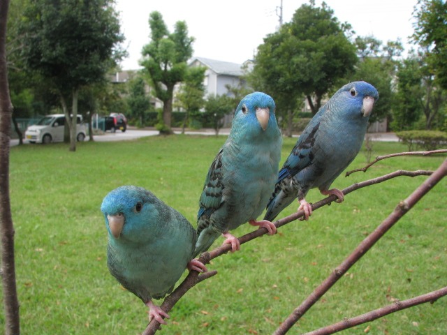 サザナミインコに癒されるかい（会）_e0173755_1283556.jpg