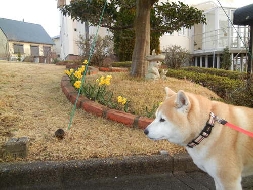 ’14,2,28(金)今日は4月の陽気です!_f0060461_13134064.jpg