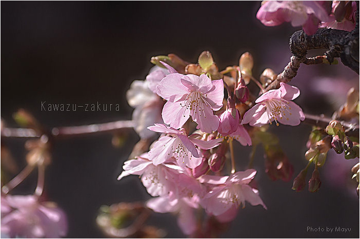 *河津桜*_c0044166_23255428.jpg