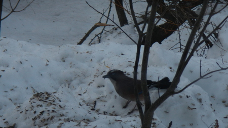 野鳥の沢山見られる季節_e0120896_648046.jpg