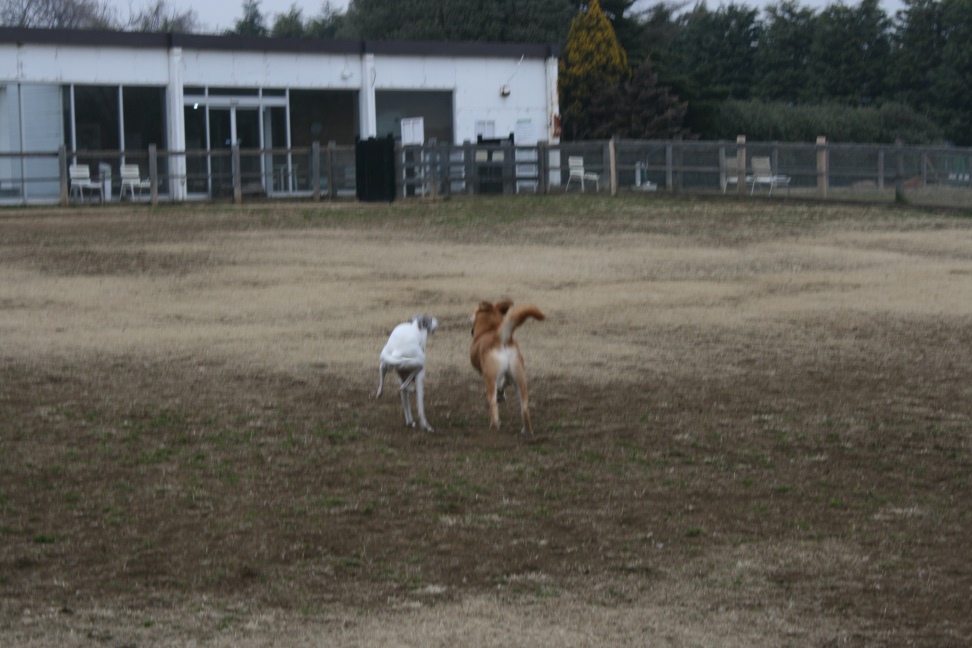 ドッグラン独り占め!(空海)_f0242002_23595570.jpg