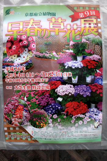 早春の草花展 植物園_e0048413_17444976.jpg