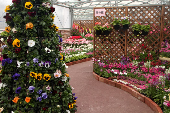 早春の草花展 植物園_e0048413_1745446.jpg