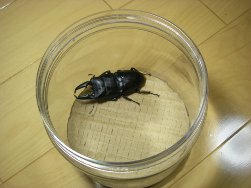 a0315918_20533521.jpg