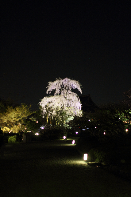 桜のライトアップ －東寺（後編）－_b0169330_22562622.jpg