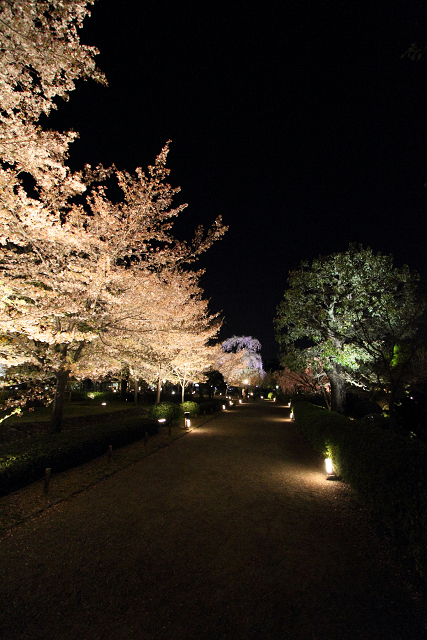 桜のライトアップ －東寺（後編）－_b0169330_22571560.jpg