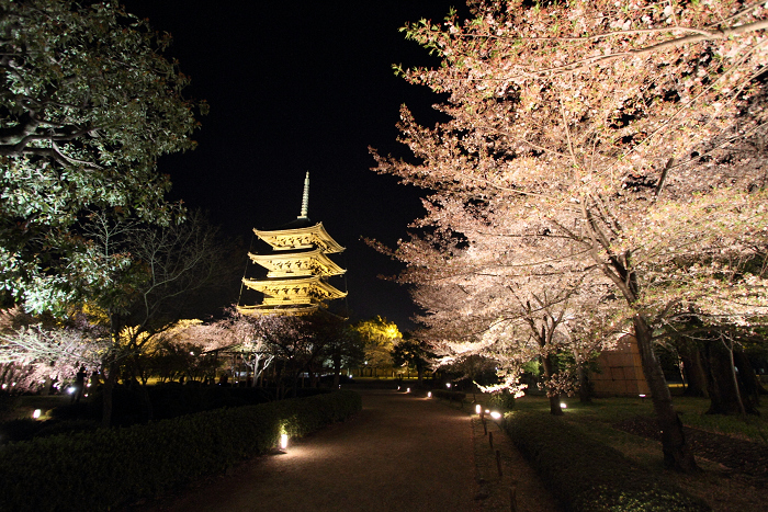 桜のライトアップ －東寺（後編）－_b0169330_225762.jpg