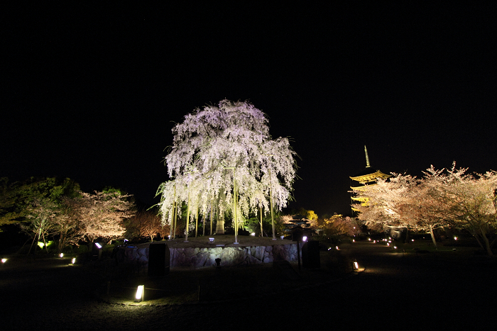 桜のライトアップ －東寺（後編）－_b0169330_2345151.jpg