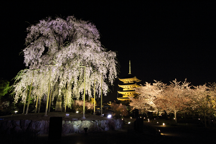 桜のライトアップ －東寺（後編）－_b0169330_2352475.jpg