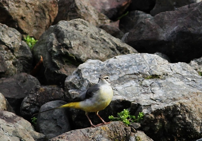 白鳥庭園（しろとりていえん）_c0172139_8405958.jpg