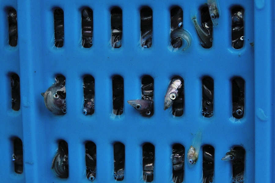 春告げ魚・イカナゴ漁 2014_d0148541_20475777.jpg
