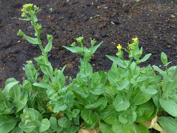 チンゲン菜 ぶうたらママは花が好き