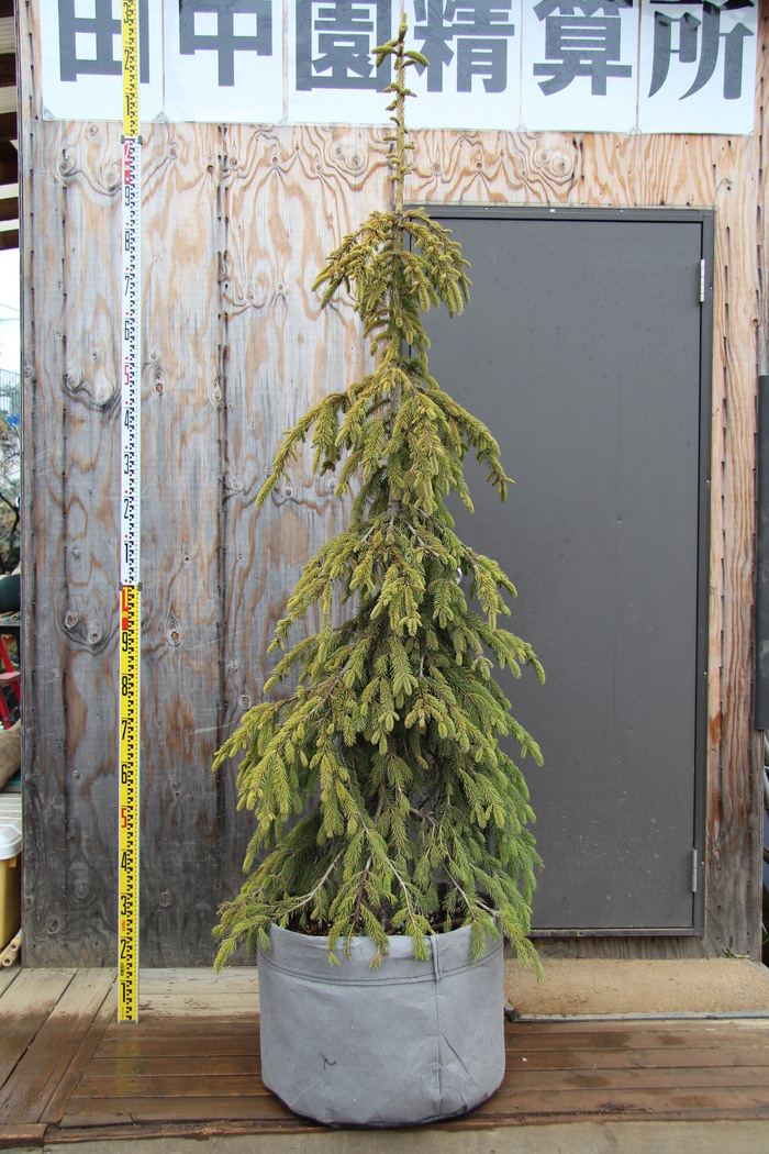 カナダトウヒ ペンジュラ Picea glauca 'Pendula' 希少 貴重品 カナダトウヒ ペンジュラ Picea glauca 'Pendula' 希少 貴重品